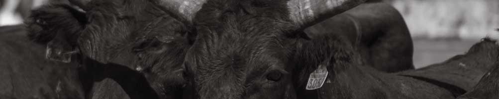 Matériel pour les taureaux | Sellerie Mailhan